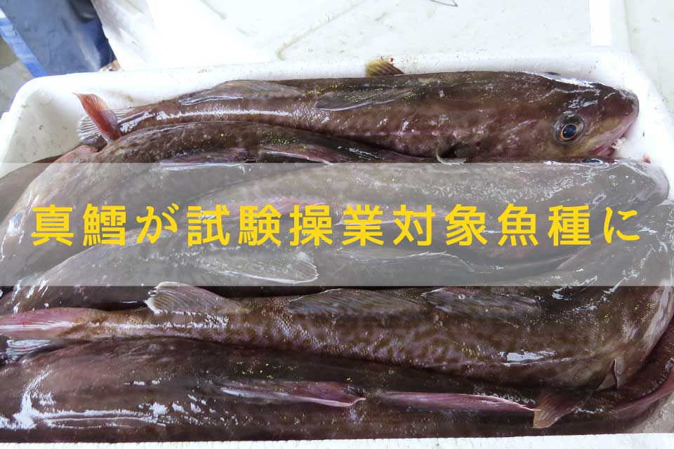 福島沖試験操業、真鱈が対象魚種に