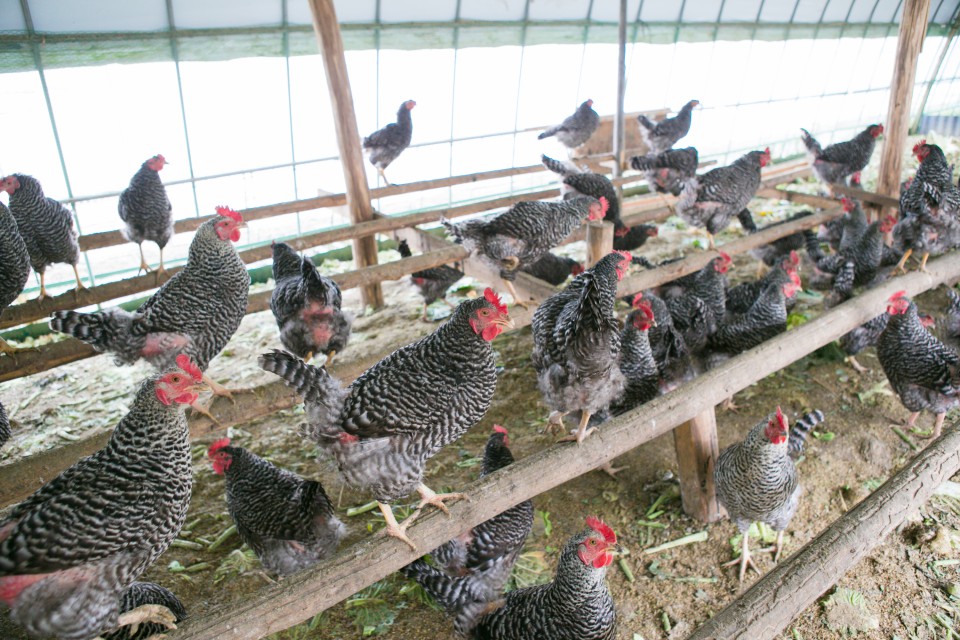 福島県相馬市の新ブランド「相馬ミルキーエッグ」を産む鶏たちの小屋