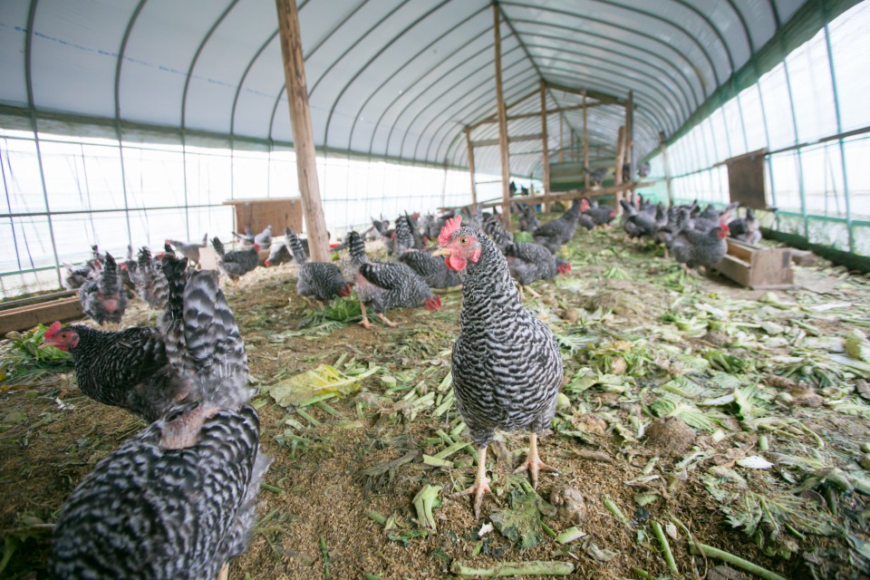 福島県相馬市にある大野村農園が手掛ける自然卵養鶏法によるブランド鶏卵「相馬ミルキーエッグ」の鶏舎