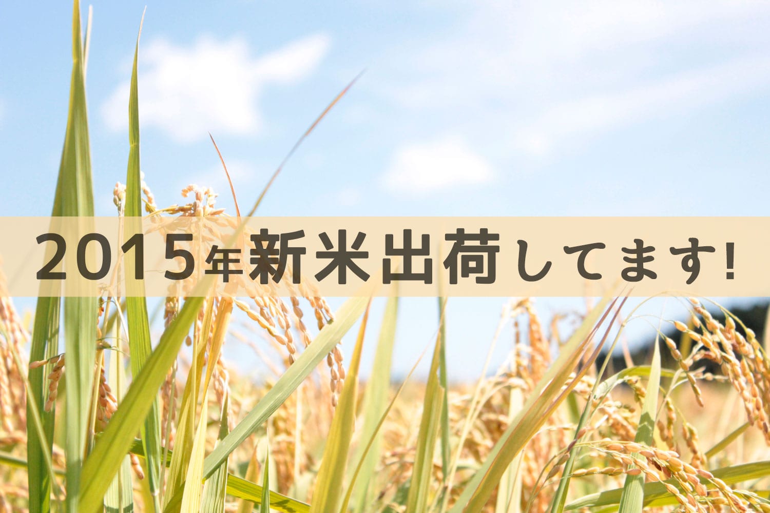 2015年、相馬の佐藤徹広さんの新米